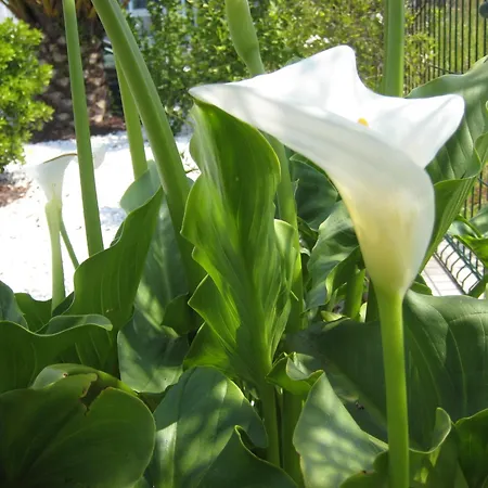 Ξενοδοχείο La Borona